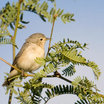 Lucy's Warbler